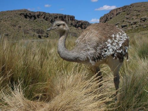 Vogelarten Peru