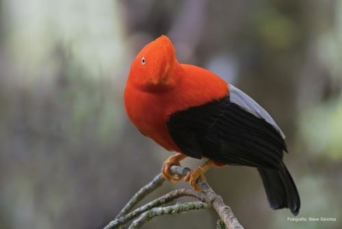 Vogelarten Peru