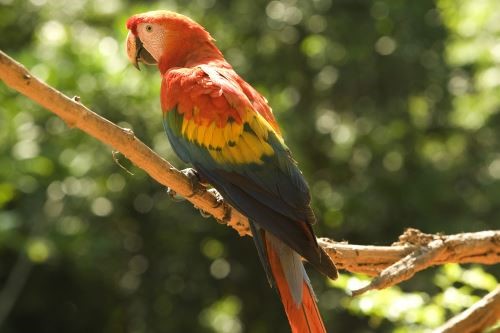 Vogelarten Peru