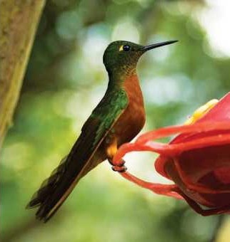 Kolibri, Machu Picchu Pueblo Hotel