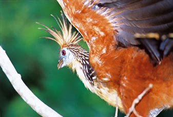 Hoatzin