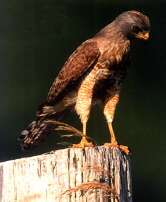 Wegebussard / Buteo Magnirostris