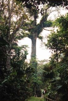Ceiba-Baum