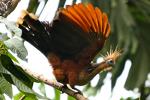Vogelarten bei der Muyuna-Lodge