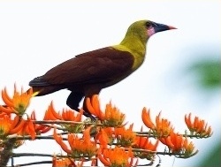 Oliv-Stirnvogel
